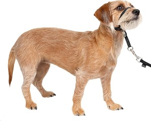 lot 9158 image: PetSafe Gentle Leader Headcollar No-Pull Training Halter (Small, Black)