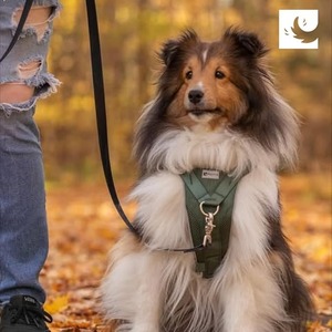 lot 9182 image: RC Pets Tempo No Pull Dog Harness  Medium, Heather Teal
