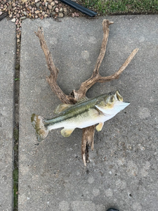 lot 47 image: Mounted Largemouth Bass Fish Dcor on Driftwood