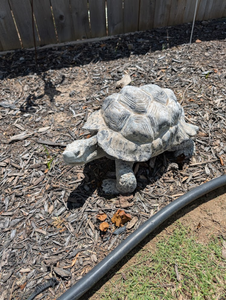 lot 104 image: Large Cast Stone Garden Tortoise Statue  Approx. 16 Tall