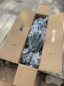 lot 122 image: 3 Snowy Monarch Pine Pre-Lit LED Christmas Tree  120 Lights